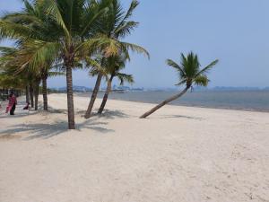 a group of palm trees on a sandy beach at Golden Palm HaLong Hotel in Ha Long