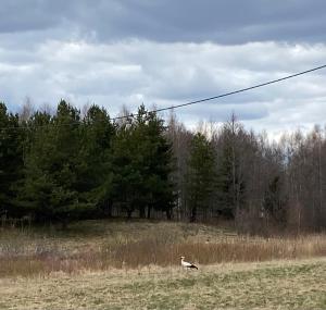 ptak chodzący po polu z drutem w obiekcie Siedlisko Maria Jabłonowo w mieście Jabłonowo