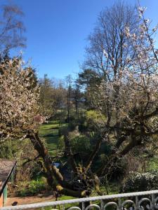 ゾルタウにあるZur Thermebrückeの庭の白花の木