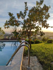 a lemon tree next to a swimming pool at Casa da Mata in Paredes de Coura