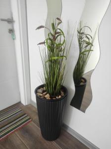 two plants in a black pot on a wall at Prenoćište Ljiljana 2 in Livno +3 photos
