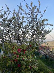 un árbol florido con rosas rojas en un jardín en Alojamento da Ribeirinha, en Cárquere