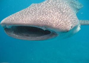 Altri animali domestici presso l'affittacamere o nei dintorni