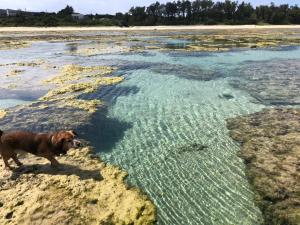 a dog standing in the water on the beach at ゴールデンマイルヴィラ in Amami