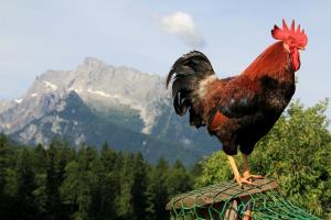 Tiere in der Ferienwohnung oder in der Nähe