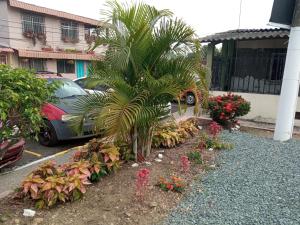 a palm tree in a yard next to a car at Villa de María in Guayaquil