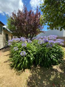 a bunch of purple flowers in a yard at DELIGHTFUL AND CHARMING ROSE COTTAGE in Kilmore