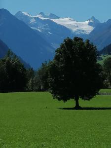 a tree in a field with mountains in the background at Haus Waldesruh in Neustift im Stubaital