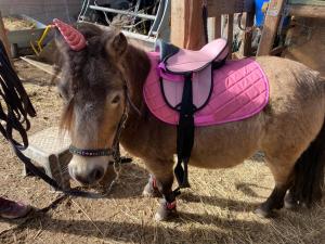 a small donkey with a pink saddle on its back at Hütte für Naturliebhaber - Kinder/ Ponyreiten in Zella-Mehlis
