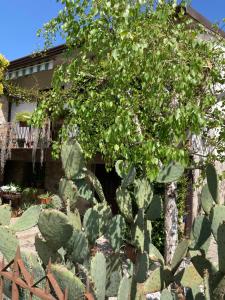 un jardín de cactus con un árbol frente a una casa en Tencarola B & B, en Tencarola