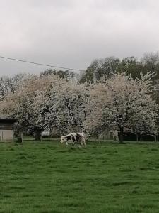 una vaca corriendo en un campo con árboles florecientes en Le pré vert, en Campigny