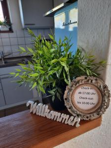 une horloge assise sur un comptoir avec une plante en pot dans l'établissement Schöne EinZimmer Wohnung Zwischen Bodensee und Allgäu, à Neukirch
