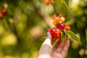 a hand reaching for a branch of a tree with berries at Quinta dos Padres Santos, Agroturismo & Spa in Lamego