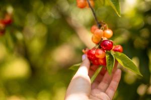 eine Hand, die nach einem Zweig eines Baumes mit Beeren greift in der Unterkunft Quinta dos Padres Santos, Agroturismo & Spa in Lamego