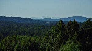 a forest of trees with mountains in the background at Suit' & Frühstück Zum Latschen - Adults Only in Mauth