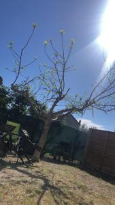 un árbol en un patio junto a una valla en Gîte Luna, en Sablet