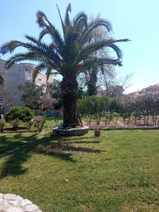 a palm tree in the middle of a park at Sofia's Garden in Nea Peramos