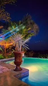 a plant in a pot next to a pool at night at Finca Los Caballos Montezuma in Montezuma