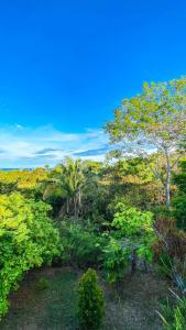 um campo de árvores e arbustos com um céu azul em Finca Los Caballos Montezuma em Montezuma