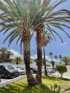 two palm trees in a parking lot with cars at Cortijo in Playa de las Americas