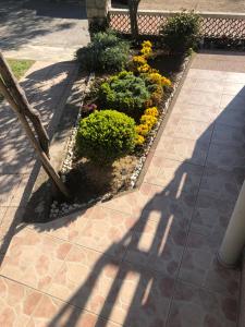 Zahrada ubytování Apartmani Anamar