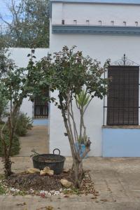 un árbol en una olla al lado de un edificio en La Casa del Valle . Descansar junto a Doñana en plena naturaleza., en Manzanilla