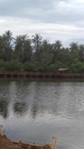 een brug over een waterlichaam met palmbomen bij Cnunk Bungalow in Gili Meno
