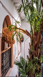 un pasillo con plantas y una cesta en la pared en Riad Dar Mamouni, en Marrakech