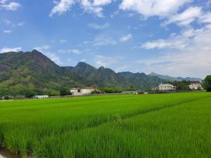a green rice field with mountains in the background at Wanluan Organic Bookstore in Wanluan