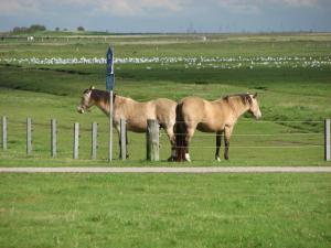Tiere in der Ferienwohnung oder in der Nähe