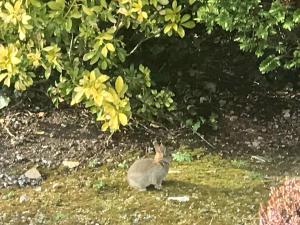 un lapin debout dans l'herbe dans un champ dans l'établissement Niblick, à Bantry