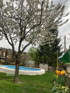a tree in a yard next to a swimming pool at Casa Rural El Edén del Ungría in Caspueñas