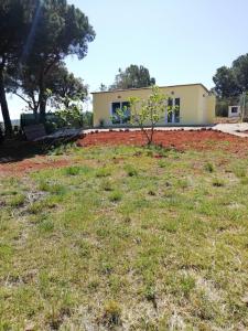 een kleine boom in het gras voor een huis bij La casa dei fichi in Porto Azzurro