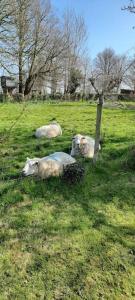 three sheep laying in the grass in a field at Sycamore Lodge Kent With EV Zappi type 2 in Sellindge