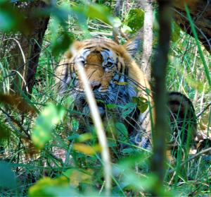 a tiger laying in the grass in the woods at Mango Tree Lodge in Bhurkīā