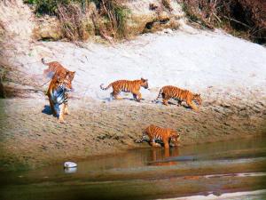 um grupo de tigres andando pela água em Mango Tree Lodge em Bhurkīā