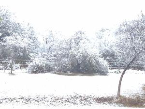 a snow covered yard with trees and a fence at Cabañas Buen Dia in Villa Serranita