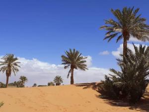 a group of palm trees on top of a sand dune at Hotel Riad Le Petit Prince in Merzouga
