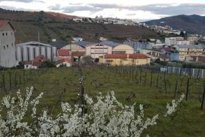 a town with a bunch of vines in a field at Casa Moscatel - Douro Valley in Peso da Régua