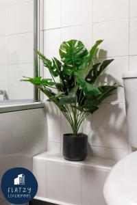 a green plant sitting on a shelf in a bathroom at FLATZY - Modern Apartment Close to Football Stadiums in Liverpool