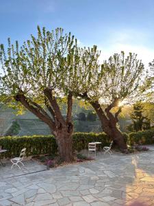 two trees with chairs and a table under them at Villa Giara in Calosso