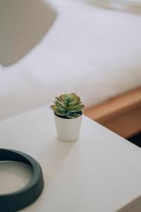 a small plant sitting on top of a table at Green Coast Surf House in Espinho