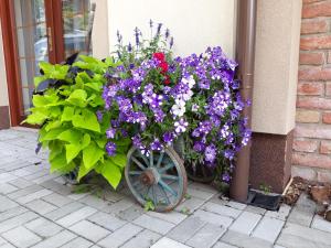Vonkajšia záhrada v ubytovaní Dvoupokojový apartmán s kuchyňským koutem