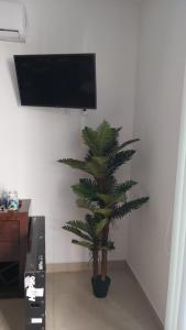 a plant in a room with a tv on a wall at Beach Castell Suites in Playa del Carmen