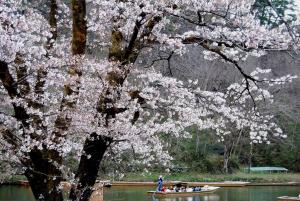 um grupo de pessoas em um barco sob uma cerejeira em Kajiyabekkan Ramakkoro Yamaneko Yado em Ichinoseki