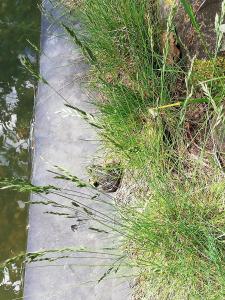 una pasarela de hormigón junto a la hierba junto al agua en Hüttli en Rehburg-Loccum