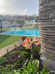 een bloem naast een palmboom naast een zwembad bij Apartment Malibu Sun & Relax in Adeje
