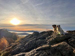 two dogs sitting on top of a rocky mountain at Altes Forsthaus Bodenmais in Bodenmais