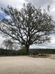 un gran árbol en medio de un campo en Agriturismo Antiglia, en Sovana