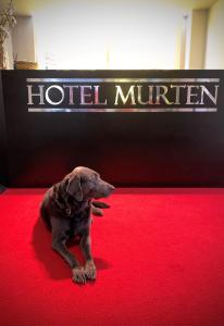 Domácí mazlíčci ubytovaní s hosty v ubytování Hotel Murten